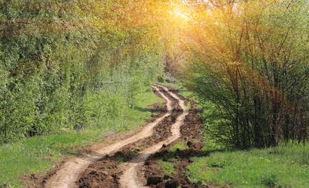 Landscape with Rut road in green forestの写真素材