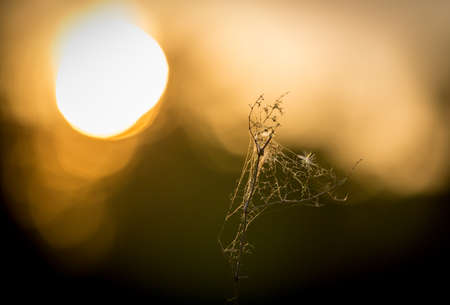 spider web on grass against susnetの写真素材