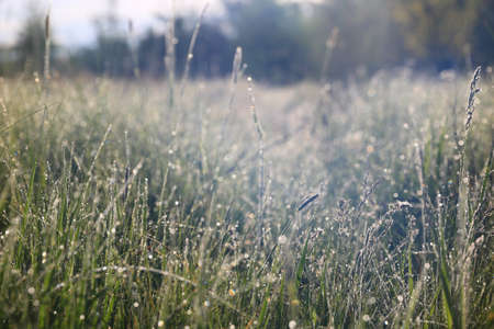 morning meadow with grass in dew, morning sunlight over meadow