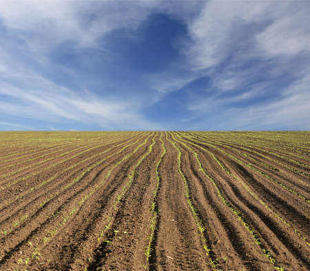 green sprouts grow in rows in an agricultural field