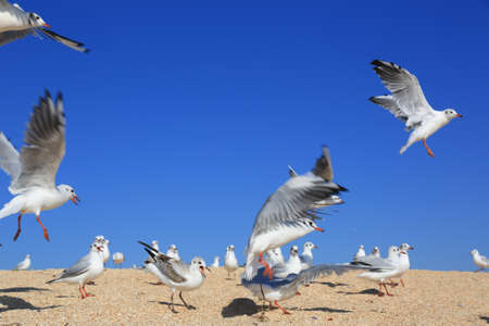 flock of seagulls on the sea sandy coastの写真素材