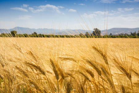 field of bread wheat with ears under the blue sky