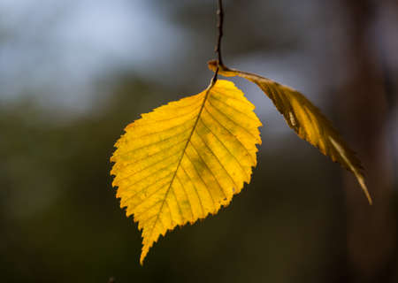 leafage on tree twig in autumn forestの写真素材