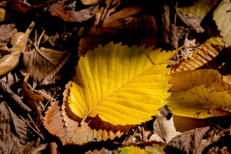 Nice dry aspen autumn leafs - abstract natural background