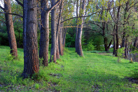 alley of trees in green forest
