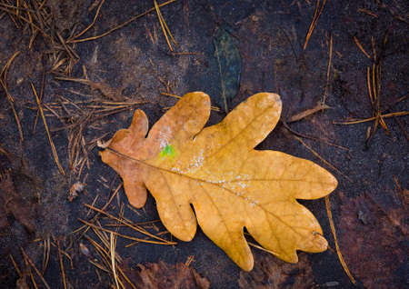 abstract alone autumn oak leaf on soil in forest