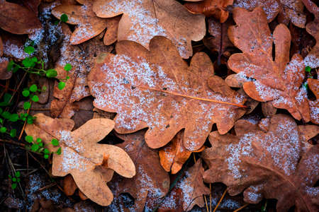 Dry oak autum leafage cover - abstract backgroundの写真素材