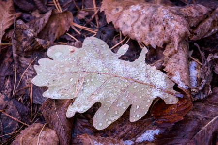 abstract frozen autumn oak leaf on soil in forest