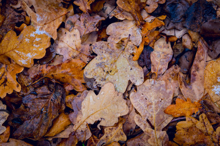 fallen autumn oak leaves on the ground after rain with snowの写真素材