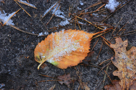 Abstract frozen autum birch leaf under snow on ground in forest