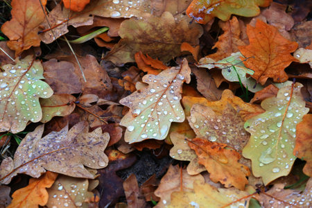 Autumn oak leafage with water drops on ground - abstract natural backgroundの写真素材