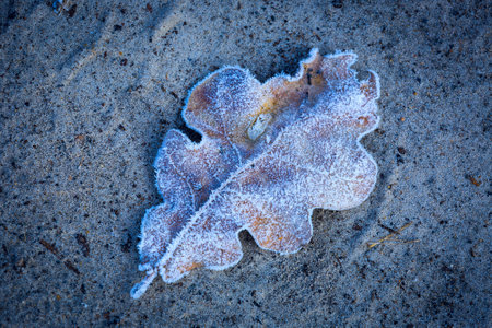 Alone oak leaf in hoarfrost on sand surfaceの写真素材