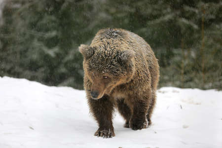 Brown bear walk on snowy meadow in winter forestの写真素材