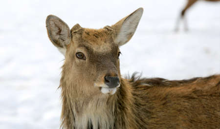 fanny closeup portrait of wild deer