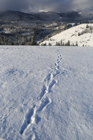 trail across winter mountain meadow in Carpathians, Ukraineの写真素材