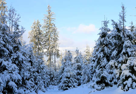 winter scene in Carpathian forest, Ukraine