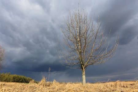leafless tree on spring meadow unde thunderstorm sky