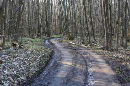 Rut road turn un spring forest