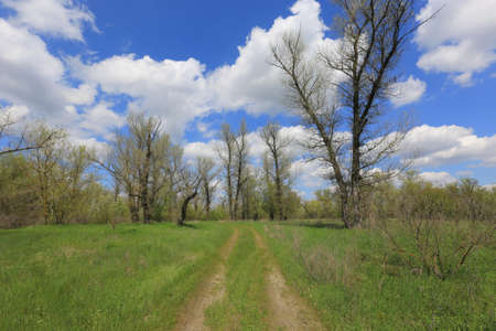 sunny landscape with ground rural road in spring forestの写真素材