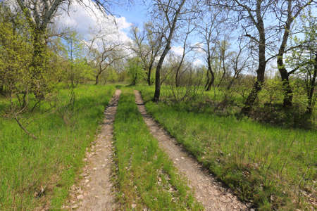 rural road in spring grove. Sunny spring landscape from Ukraineの写真素材