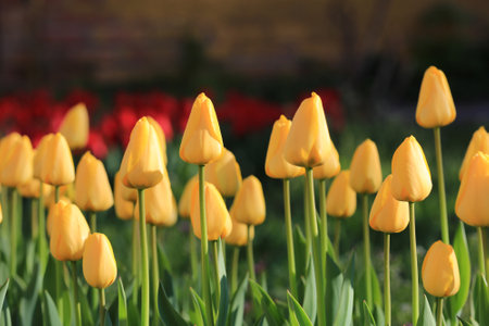 nice yellow tulips flowers in parkの写真素材
