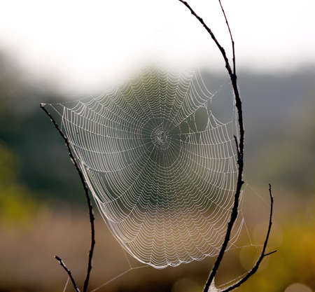 Spider web in autumn morning steppe