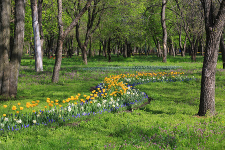nice tulips flowers in sunny spring parkの写真素材