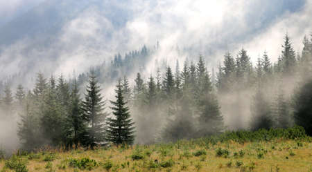 Foggy scene in mountain forestの写真素材