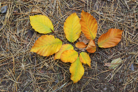 Abstract autumn twig on needle forest backgroundの写真素材
