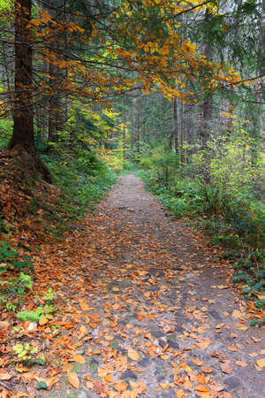 Autumn scene with pathway in Carpathian mountains, Ukraineの写真素材