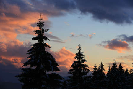 view on pine silhouettes sunset sky backgroundの写真素材