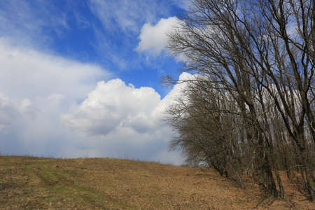 Spring meadow on forest border under clouds in sky