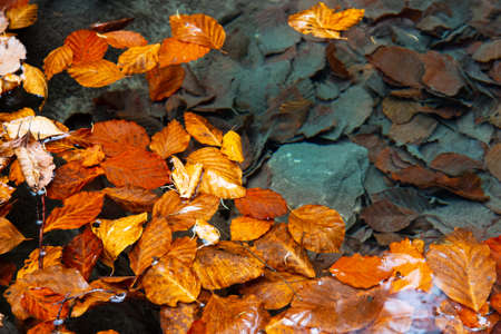 Brown autumn beech leaves float in water - abstract background