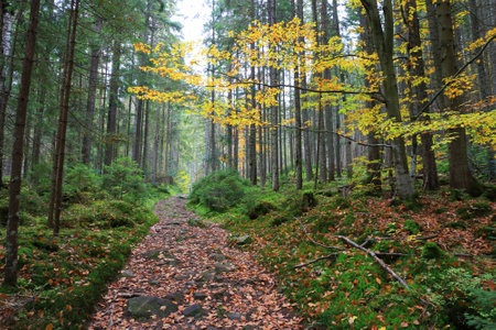Landscape with path in autumn mountains. Take in Ukraine