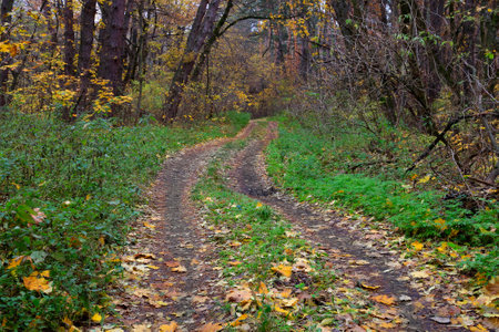 Autumn scene with trail in wild forestの写真素材