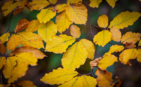 beech tree branch with autumn leavesの写真素材