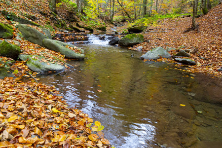 Autumn landscape with brook in autumn forest. Take it in Ukraineの写真素材