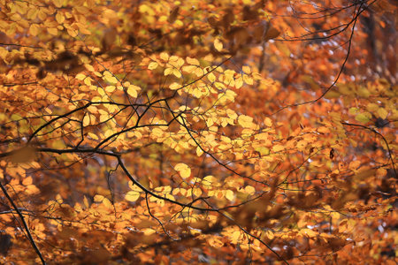 Nice autumn leafs on beech tree in forestの写真素材