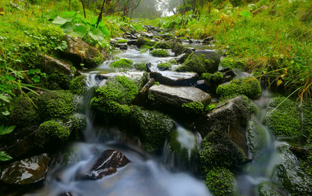 Wet green stones in the mountain brook at rainy morningの写真素材