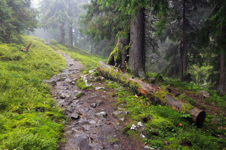 Landscape with pathway in rainy forest in foggy morning. Take it in Ukraineの写真素材