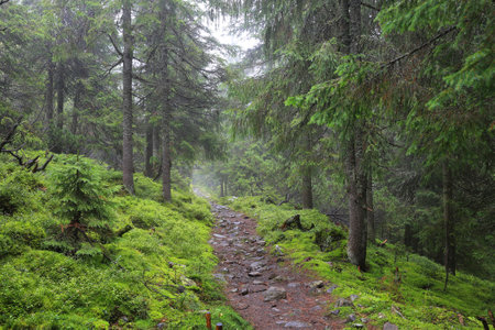 tourist pathway in wet carpathian green forest in Ukraineの写真素材