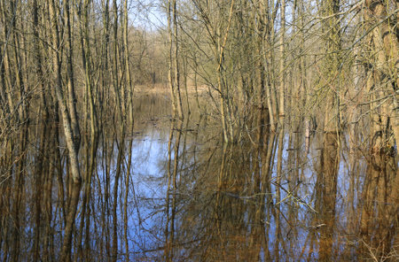 flooded trees in spring forest in Ukraineの写真素材