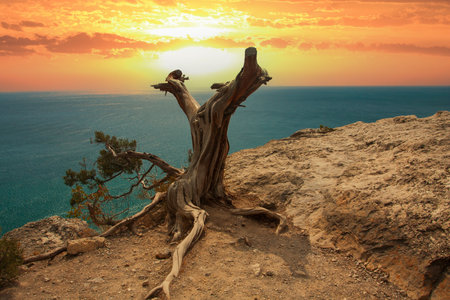 landscape with dead tree on rock over sea against sunset skyの写真素材
