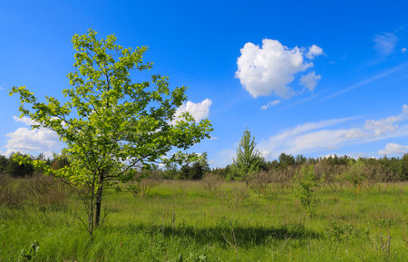 Spring landscape with green tree in steppe under blue sky with clouds. Take it in Ukraineの写真素材