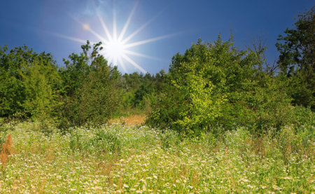 nice landscape with summer flower meadow in steppe. Take it in Ukraineの写真素材