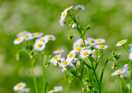 wild flower on meadow in steppeの写真素材