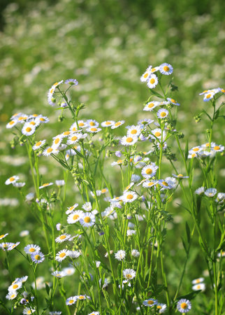 nice wild flower on summer meadow in steppe