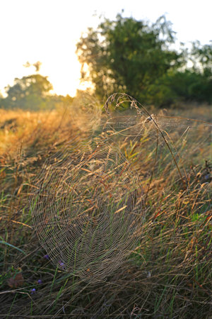 spider web on morning meadow in steppeの写真素材