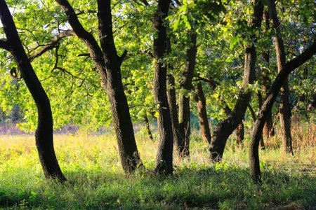 Young oak trees in summer forestの写真素材
