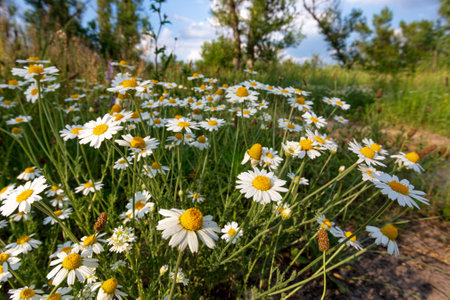 wild chamomile flower bush on meadow in the steppeの写真素材